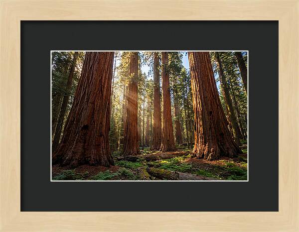 Majestic Sequoia Forest Perspective