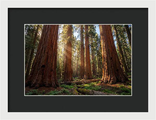 Majestic Sequoia Forest Perspective