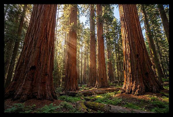 Majestic Sequoia Forest Perspective