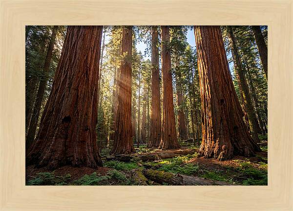 Majestic Sequoia Forest Perspective
