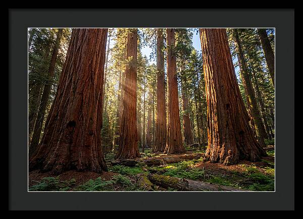 Majestic Sequoia Forest Perspective