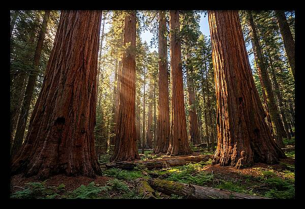 Majestic Sequoia Forest Perspective