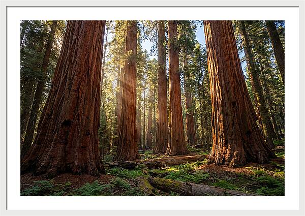 Majestic Sequoia Forest Perspective