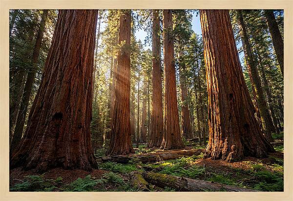 Majestic Sequoia Forest Perspective