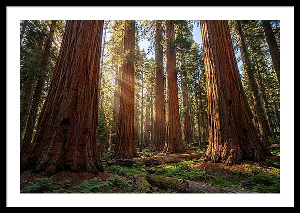 Majestic Sequoia Forest Perspective