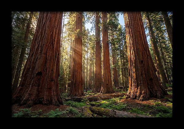 Majestic Sequoia Forest Perspective