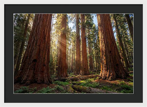 Majestic Sequoia Forest Perspective