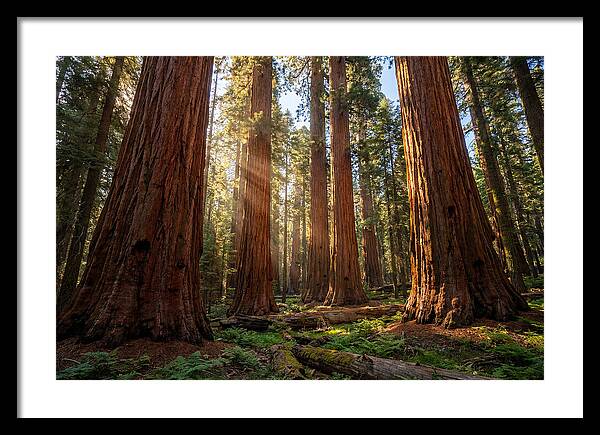 Majestic Sequoia Forest Perspective