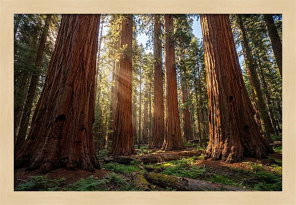 Majestic Sequoia Forest Perspective