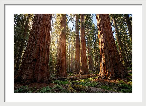 Majestic Sequoia Forest Perspective