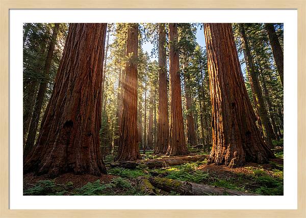 Majestic Sequoia Forest Perspective