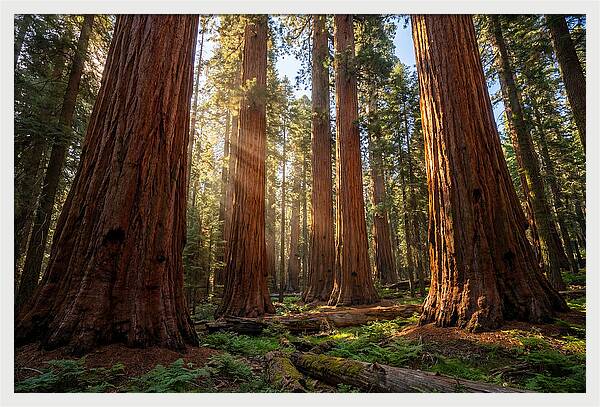 Majestic Sequoia Forest Perspective