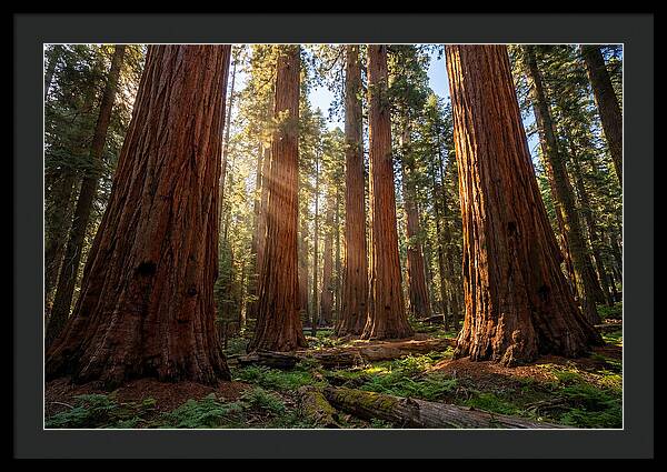 Majestic Sequoia Forest Perspective