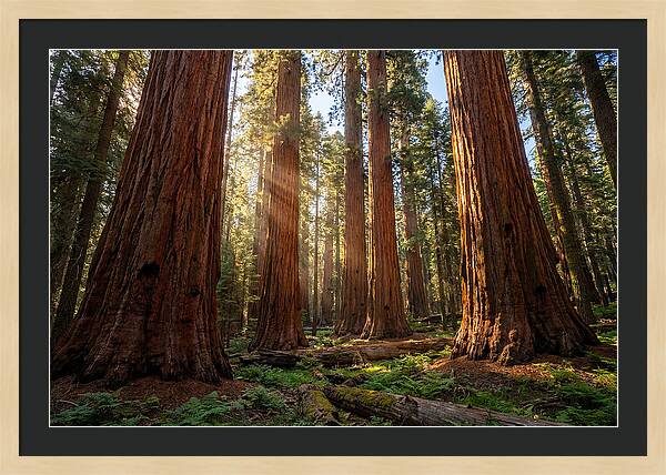 Majestic Sequoia Forest Perspective