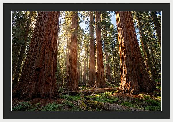 Majestic Sequoia Forest Perspective