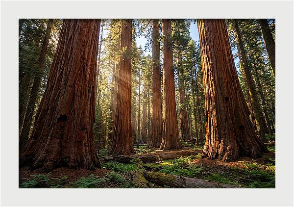Majestic Sequoia Forest Perspective
