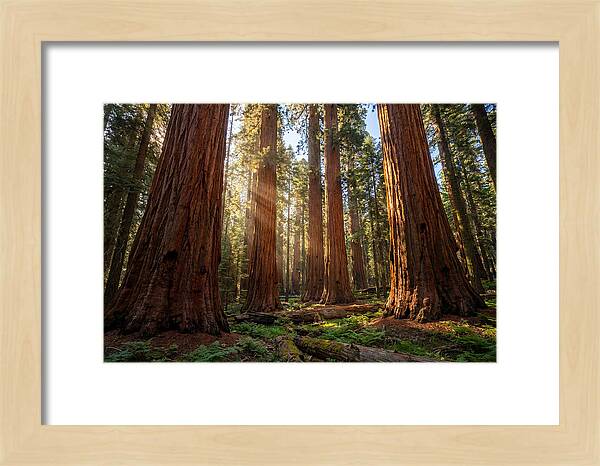 Majestic Sequoia Forest Perspective