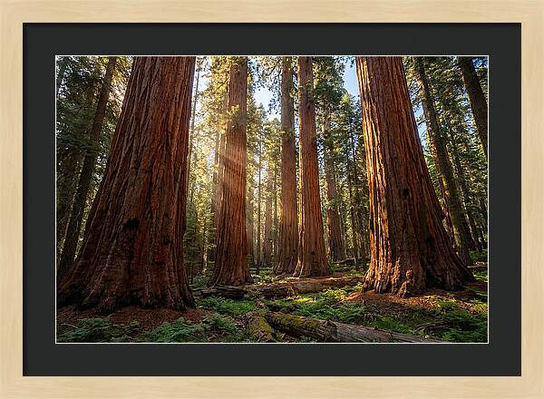 Majestic Sequoia Forest Perspective