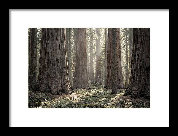 Majestic Sequoia Forest Tranquility