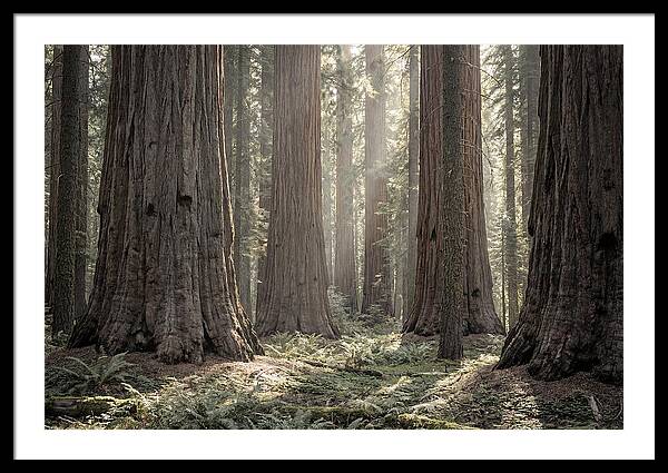 Majestic Sequoia Forest Tranquility