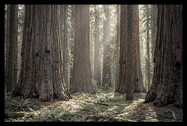 Majestic Sequoia Forest Tranquility