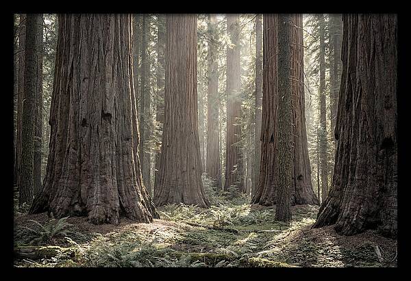 Majestic Sequoia Forest Tranquility