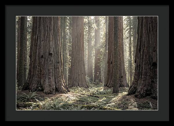 Majestic Sequoia Forest Tranquility