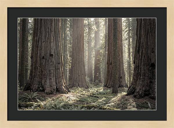 Majestic Sequoia Forest Tranquility