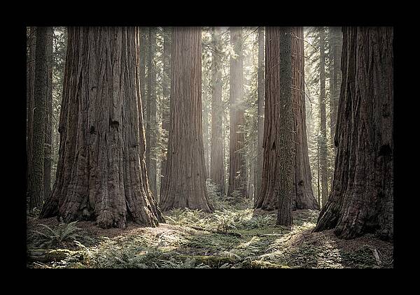 Majestic Sequoia Forest Tranquility