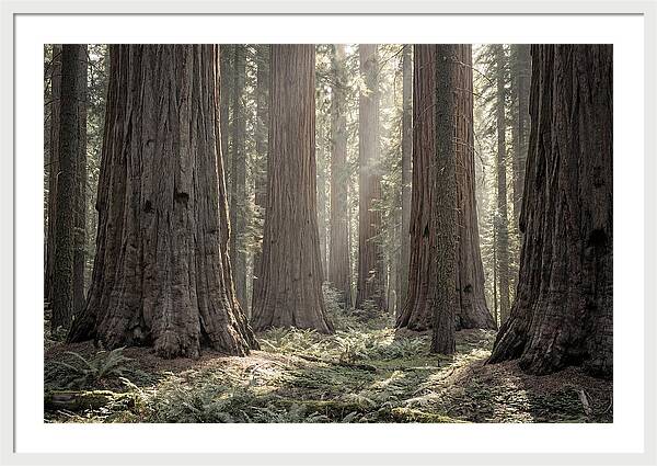 Majestic Sequoia Forest Tranquility