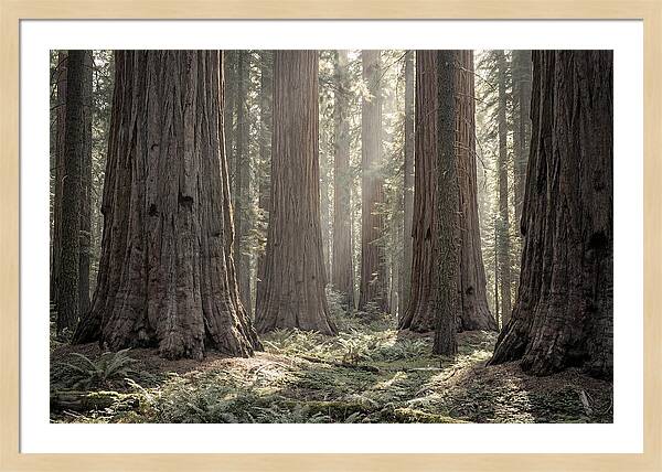 Majestic Sequoia Forest Tranquility