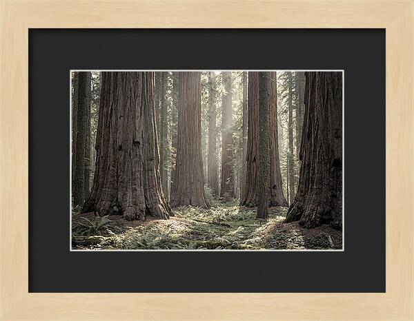 Majestic Sequoia Forest Tranquility