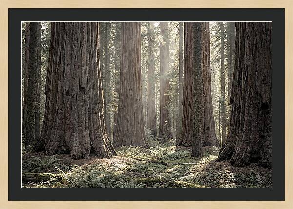 Majestic Sequoia Forest Tranquility