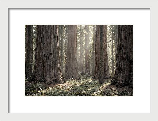 Majestic Sequoia Forest Tranquility