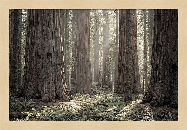 Majestic Sequoia Forest Tranquility