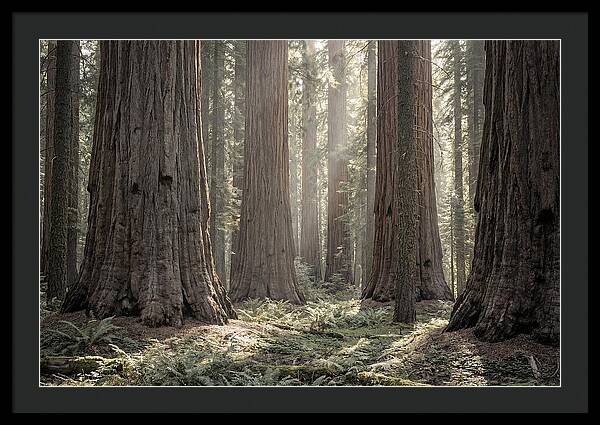 Majestic Sequoia Forest Tranquility