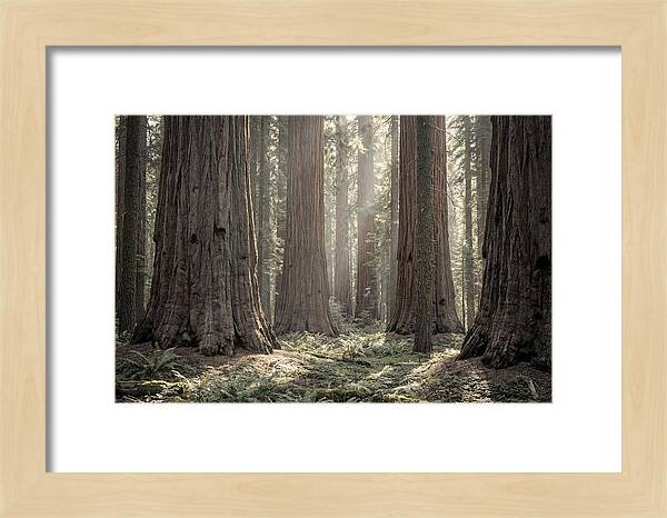 Majestic Sequoia Forest Tranquility