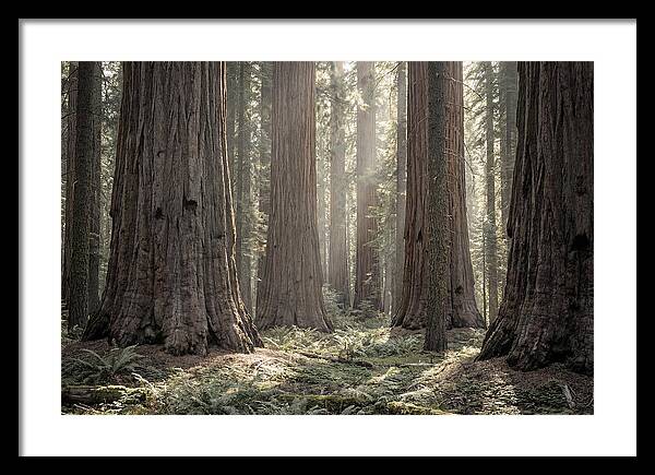 Majestic Sequoia Forest Tranquility