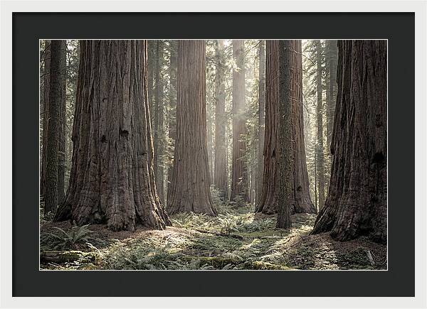 Majestic Sequoia Forest Tranquility