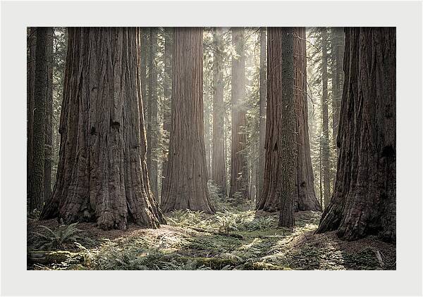 Majestic Sequoia Forest Tranquility