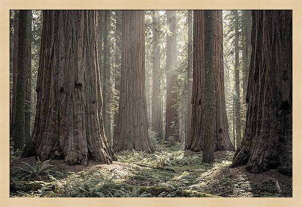 Majestic Sequoia Forest Tranquility