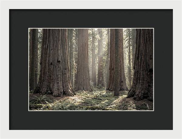 Majestic Sequoia Forest Tranquility