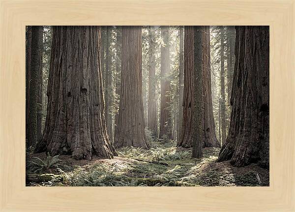 Majestic Sequoia Forest Tranquility