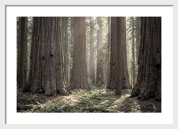 Majestic Sequoia Forest Tranquility