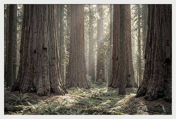 Majestic Sequoia Forest Tranquility