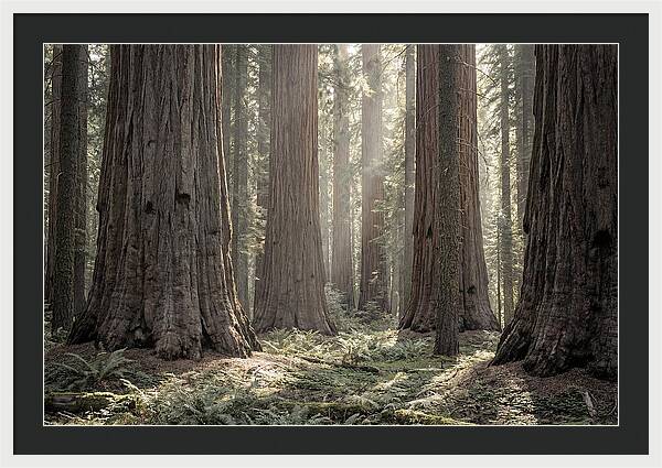 Majestic Sequoia Forest Tranquility