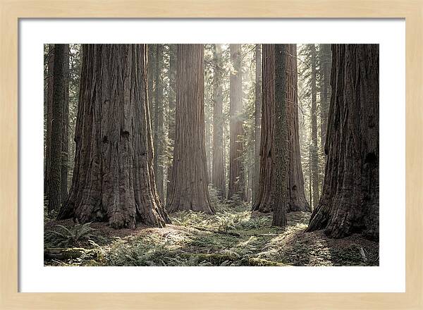 Majestic Sequoia Forest Tranquility