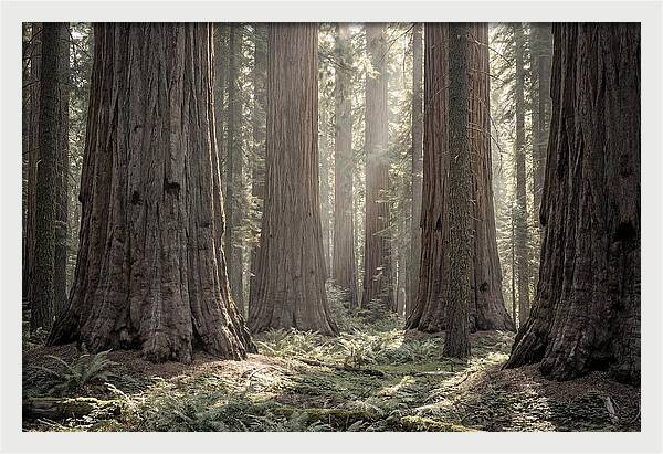 Majestic Sequoia Forest Tranquility