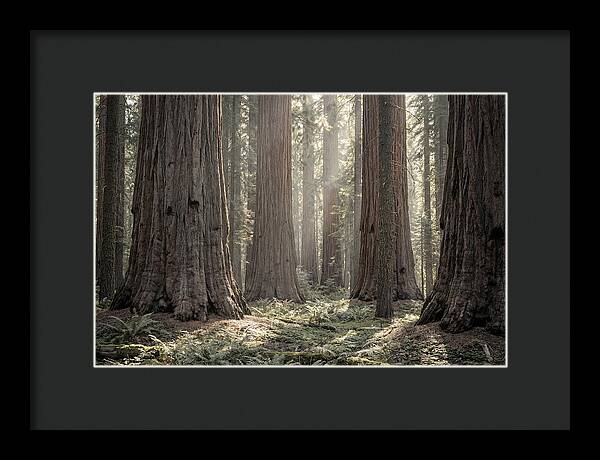 Majestic Sequoia Forest Tranquility