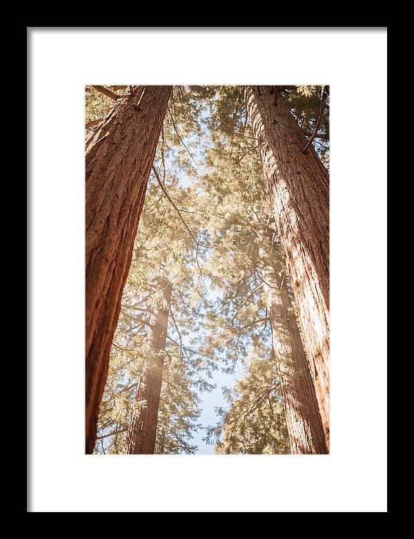 Majestic Sequoias Reaching Skyward